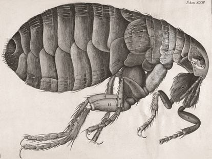 Vista microscópica de una pulga, de Robert Hooke (1665).