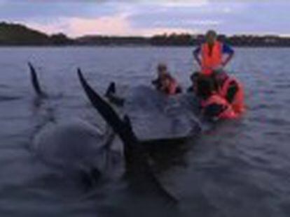 La playa forma parte de la ruta que hace esta especie cuando abandona la Antártida y regresa a las aguas antárticas