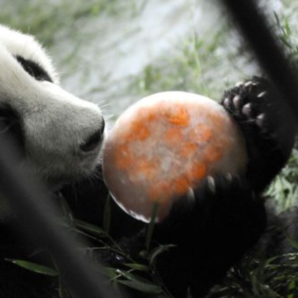 Que Tiene Los Pandas Que No Tenga Ningún Otro Animal China aprende a tratar a los animales | Sociedad | EL PAÍS