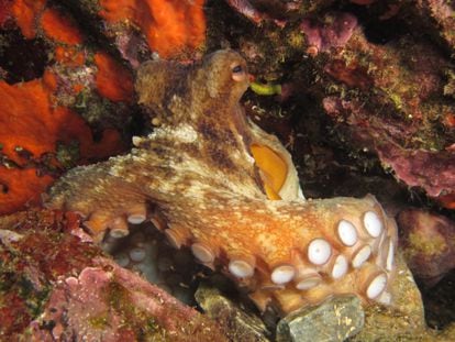 Un pulpo (Octopus vulgaris) en la Costa Brava. FOTO: Departamento de Acción Climàtica