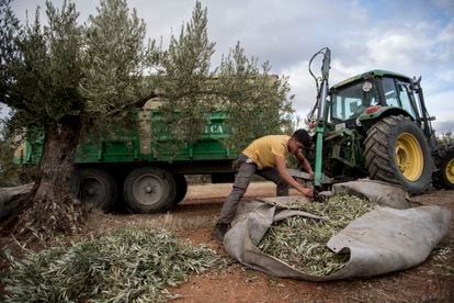 Recolección de ramas de olivo en Jaén.
