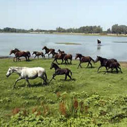 Caballos salvajes en las marismas de Doñana