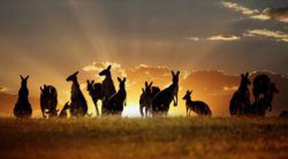 Los canguros son, quiz&aacute;, los habitantes m&aacute;s famosos de Australia.