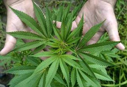 Los estados de Colorado y Washington son los únicos del país donde el uso recreativo de la marihuana es legal. EFE/Archivo