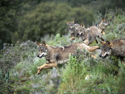  Una manada de lobos corren por Antequera (M&aacute;laga).