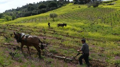 Labranza tradicional con mulas en un viñedo de la bodega Bernabeleva en la sierra de Gredos.