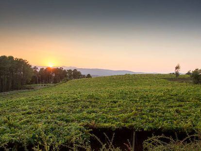 En el viñedo que rodea la bodega están representadas la mayor parte de las uvas con las que trabajan: albariño, treixadura, loureira, souson, pedral, mencía, espadeiro...