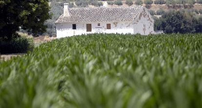 Un campo de ma&iacute;z de Andaluc&iacute;a.