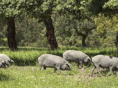 Cerdos ibéricos en una dehesa de Burguillos del Cerro, Badajoz.