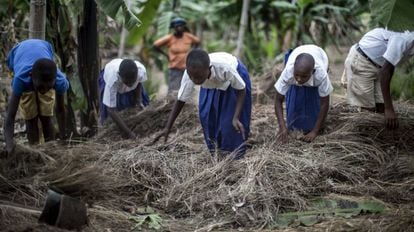Alumnos de una escuela de Rumuso, en Tanzania, utilizan hojas secas para cubrir el suelo y evitar la erosión del terreno.