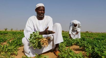 Un agricultor muestra su cosecha de cacahuete en Darfur, Sudán.