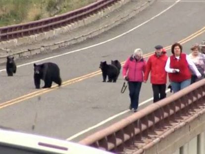 Los turistas, perseguidos por los osos en Yellowstone