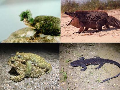 Arriba, tortugas e iguanas; abajo, dos especies de anfibios.