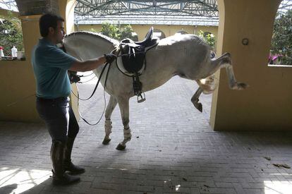 Todos los días, el equipo de Pablo Hermoso de Mendoza prepara a los caballos que van a torear en la próxima cita taurina. Las cuadras alojan a medio centenar de equinos, además de otras tantas yeguas.