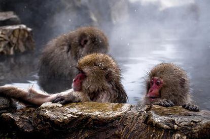 Macacos en las aguas termales del Parque de Jigokudani, Japón