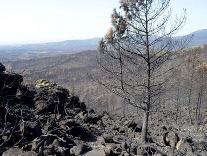 Los efectos devastadores del incendio de Sierra de Gata .