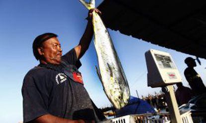 Un pescador sostiene una palometa en el puerto de Arica este domingo.