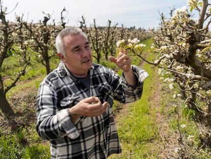 Pere Roqué  comprueba el estado de sus frutales tras las heladas