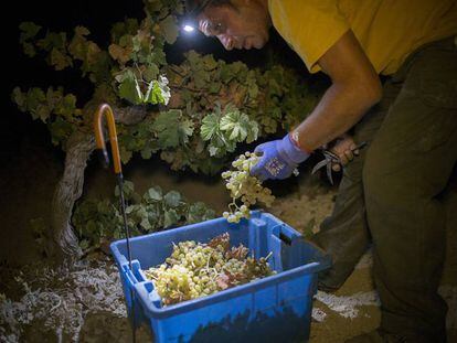 Viticultores recogiendo uva en Jerez de la Frontera por la noche.