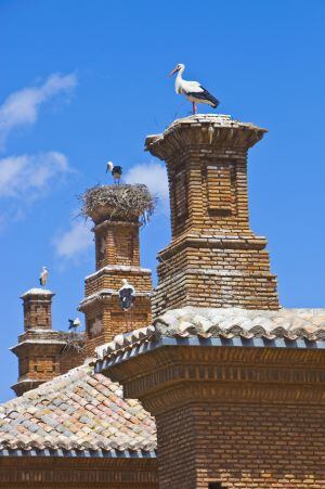 Decenas de cigüeñas anidan en la colegiata de San Miguel de Alfaro, en La Rioja Baja.