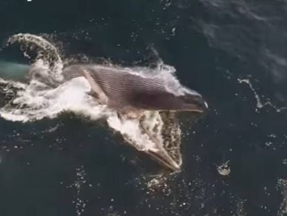 Una balena obre la boca per alimentar-se.