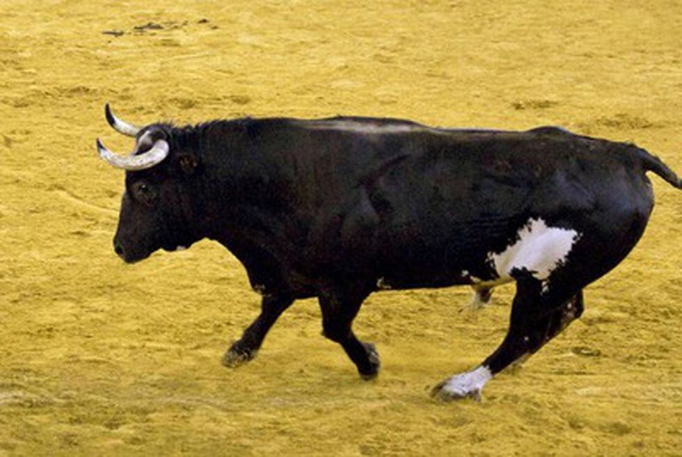 El toro 'Ratón' sí irá a Sueca | Actualidad: Noticias de hoy | EL PAÍS