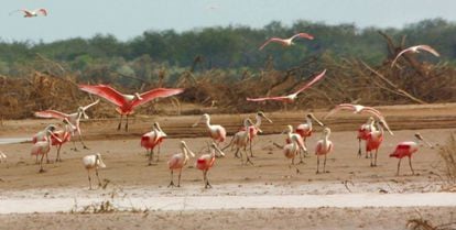 Espátulas rosadas en El Impenetrable, en el norte de Argentina.