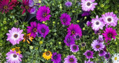 Flors a la Rambla de Barcelona.