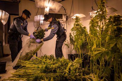 La Guardia Civil interviene una plantación ilegal de cannabis en Granada.