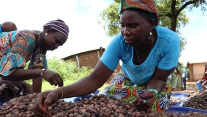 Mujeres de Sansi-Gando seleccionan las mejores nueces de karité.