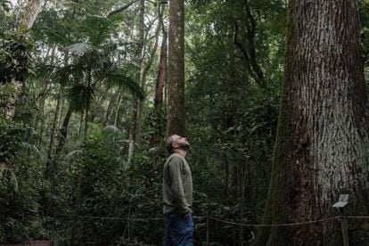 Marcelo Rheingatz busca monos aulladores en las copas de los árboles de Tijuca.