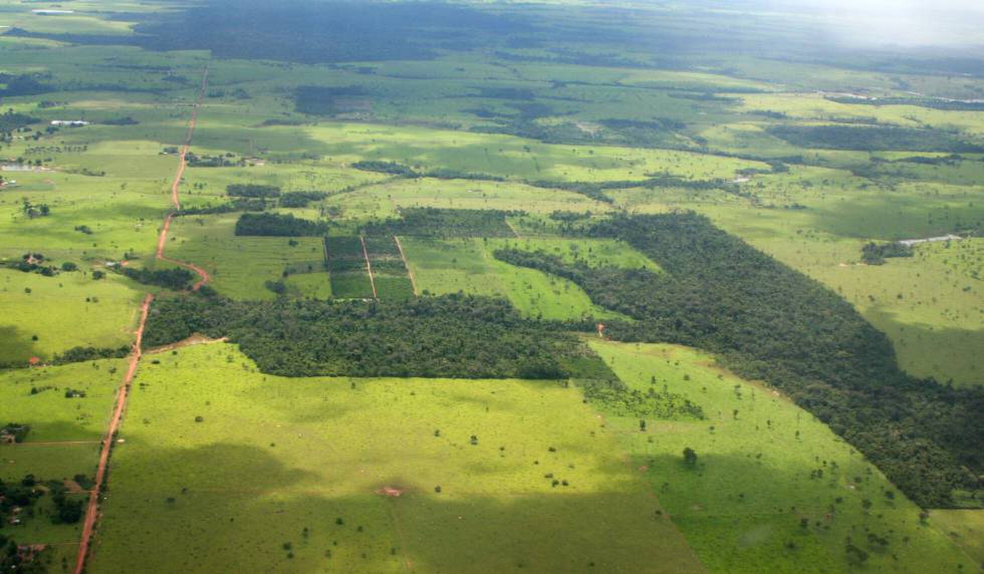 La Fragmentación De La Selva Deja Sin Territorio A Centenares De Especies Ciencia El PaÍs 