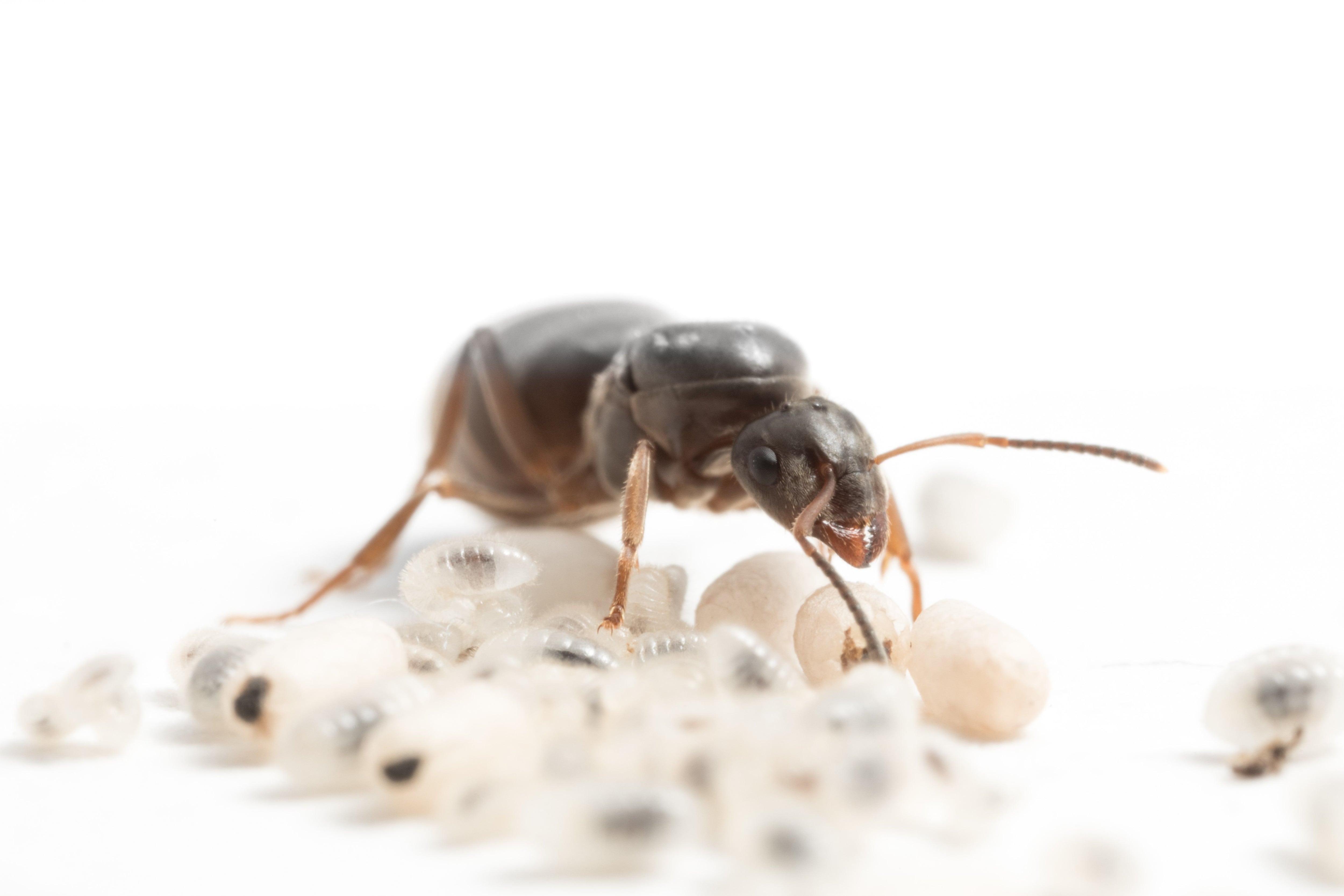 Las hormigas reinas aprenden a ser madres solteras