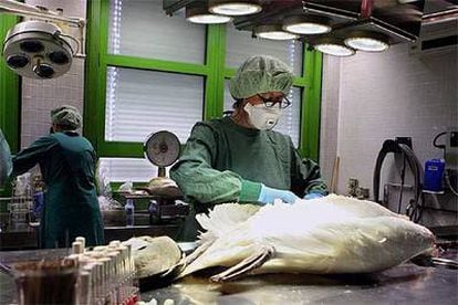 Un veterinario disecciona aves muertas en el laboratorio patológico del instituto de plagas en alimentos, medicinas y animales, en Berlín.