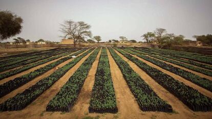 Un muro de vegetación al sur del Sáhara