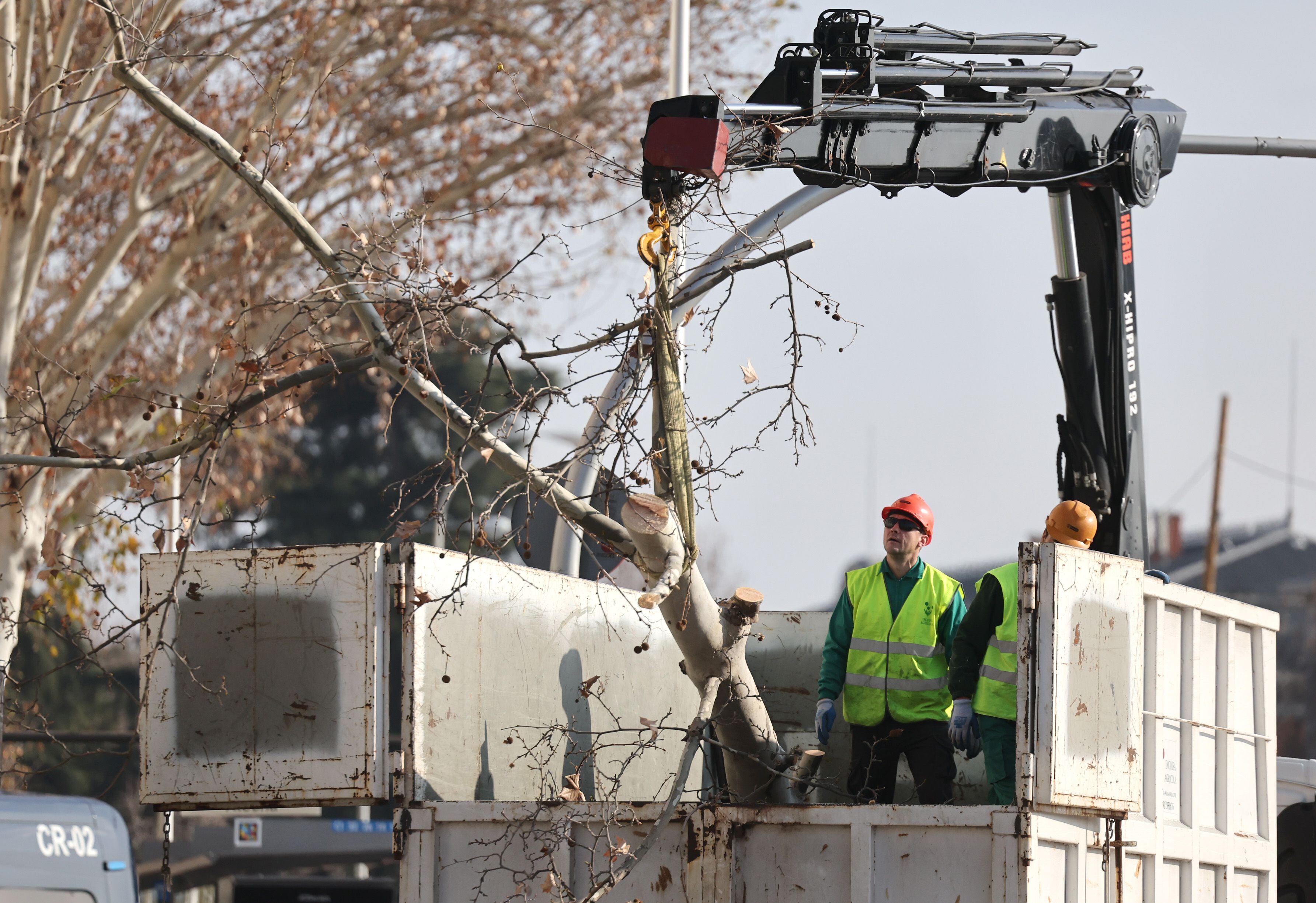 Varios operarios cortan un árbol frente a los Jardines de Jimena Quirós en Madrid, por las obras de ampliación de la línea 11 de Metro.  