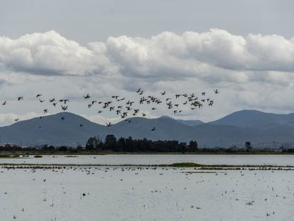 Una bandada de pájaros en el lago Nabor Carrillo, parte del nuevo Parque Ecológico de Texcoco. En vídeo, las obras del parque.