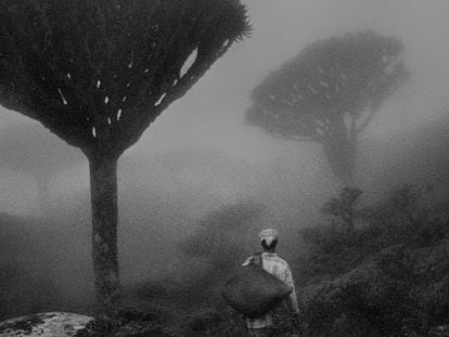 Un drago, el árbol que según la tradición nació de la sangre vertida en la lucha entre un elefante y un dragón.