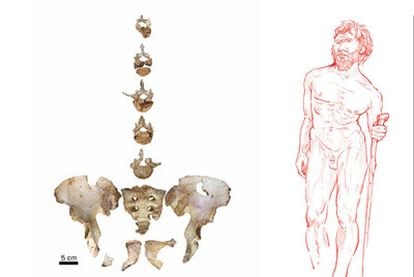Pelvis y vértebras del anciano de Atapuerca y una reconstrucción de su aspecto.