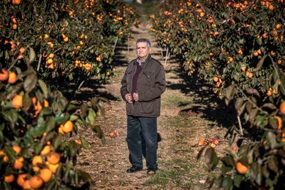 Antonio Costa, en sus campos de naranjos de Alzira (Valencia).