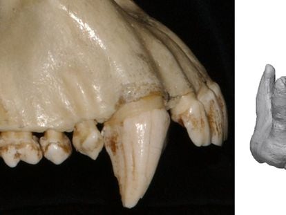La dentadura superior de un chimpancé, con su prominente colmillo. A la derecha, recreación del maxilar superior de un 'Ardipithecus ramidus' de hace 4,4 millones de años y posible antecesor de los humanos.