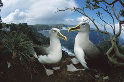 Albatros en Nueva Zelanda.