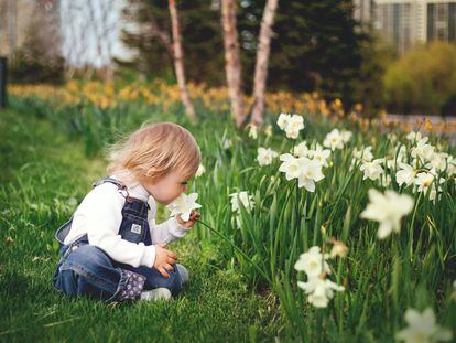 Un niño huele varios narcisos en un jardín.