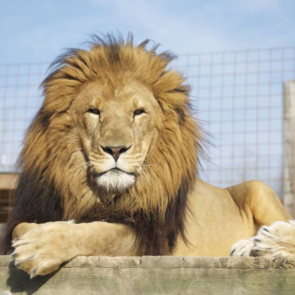 Un león se escapa y mata a una trabajadora de un zoo en EE UU | Mundo  animal | EL PAÍS