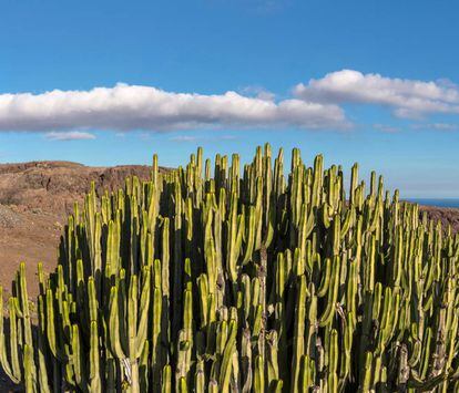 Cactus en el paisaje de Barranco Hondo.