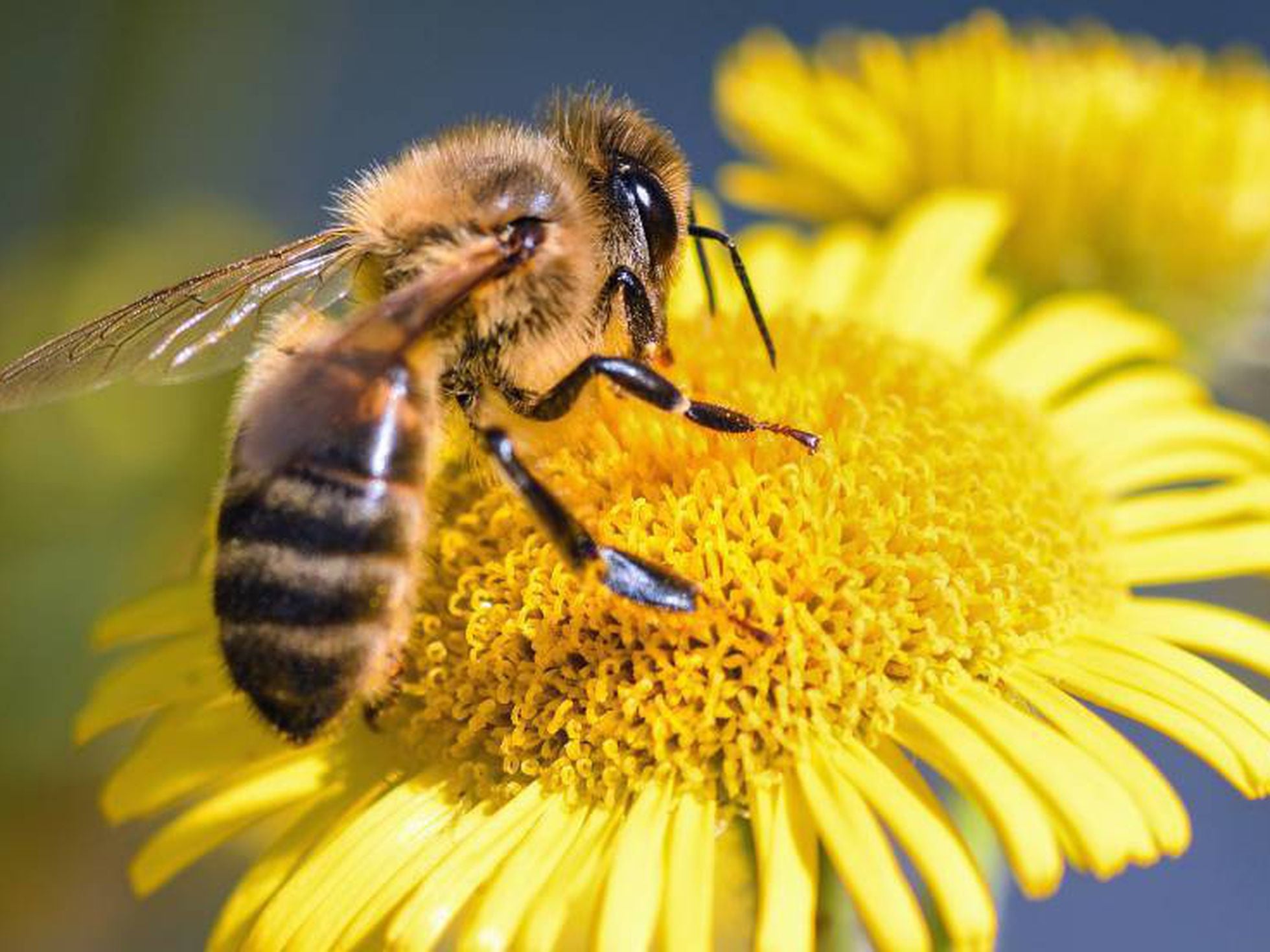 El polen y las abejas: una relación más compleja de lo que aparenta