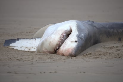 A second white shark attacked by killer whales that was found on the coast near scientists' observations.