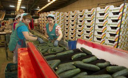 Mujeres trabajando en el procesado de pepinos en una cooperativa de El Ejido (Almería).