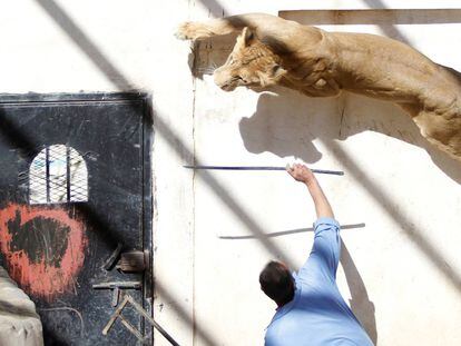 Un entrenador usa un palo para provocar a una leona, que anteriormente era propiedad del ex presidente de Yemen, Ali Abdullah Saleh, en el zoológico de Sanaa (Yemen), 20 de enero.
