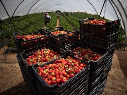 Cajas de fresas en un invernadero de Almonte (Huelva), el pasado abril, con temporeros al fondo.